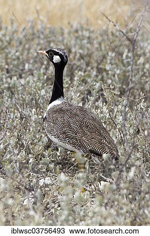 Stock Image - "Southern Black Korhaan (Eupodotis afra), male, Okaukuejo, Kunene Region, Namibia, Africa". Fotosearch