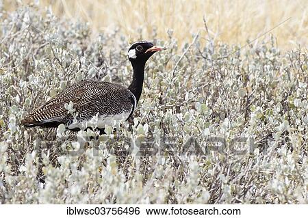 "Southern Black Korhaan (Eupodotis afra), Okaukuejo, Kunene Region, Namibia, Africa" View Large Photo Image Stock Photograph - "Southern Black Korhaan (Eupodotis afra), Okaukuejo, Kunene Region, Namibia, Africa". Fotosearch