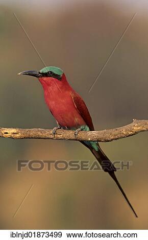 "Southern Carmine Bee-eater (Merops nubicoides), Okavango Delta, Botswana, Africa" View Large Photo Image Stock Photo - "Southern Carmine Bee-eater (Merops nubicoides), Okavango Delta, Botswana, Africa". Fotosearch