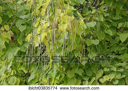 "Southern Catalpa, Cigar Tree or Indian Bean Tree (Catalpa bignonioides, Catalpa syringifolia), fruit growing on the tree, North Rhine-Westphalia, Germany, Europe" View Large Photo Image Picture - "Southern Catalpa, Cigar Tree or Indian Bean Tree (Catalpa bignonioides, Catalpa syringifolia), fruit growing on the tree, North Rhine-Westphalia, Germany, Europe". Fotosearch