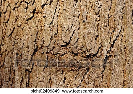 "Southern Catalpa, Cigar Tree or Indian Bean Tree (Catalpa bignonioides, Catalpa syringifolia), detail of bark, native to North America, ornamental tree, North Rhine-Westphalia, Germany, Europe" View Large Photo Image Stock Photo - "Southern Catalpa, Cigar Tree or Indian Bean Tree (Catalpa bignonioides, Catalpa syringifolia), detail of bark, native to North America, ornamental tree, North Rhine-Westphalia, Germany, Europe". Fotosearch
