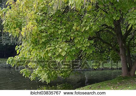 Stock Photo - "Southern Catalpa, Cigar Tree or Indian Bean Tree (Catalpa bignonioides, Catalpa syringifolia), North Rhine-Westphalia, Germany, Europe". Fotosearch