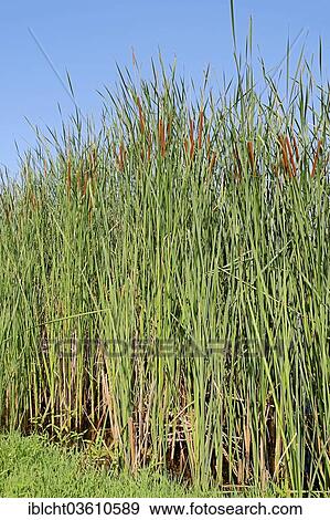 Stock Photo - "Southern Cattail (Typha domingensis), Central Macedonia, Greece, Europe". Fotosearch
