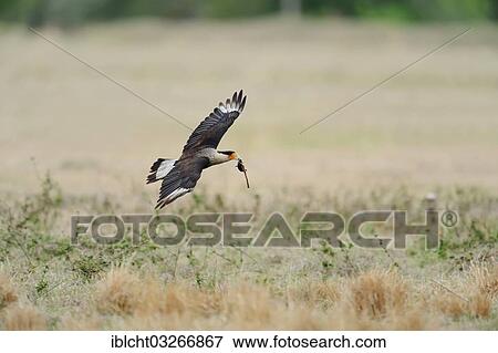 Stock Photo - "Southern Crested Caracara or Carancho (Polyborus plancus) in flight with prey, Florida, United States, North America". Fotosearch