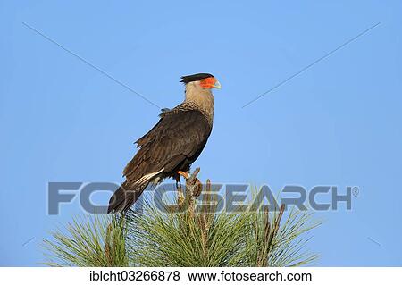 "Southern Crested Caracara or Carancho (Polyborus plancus), Florida, United States, North America" View Large Photo Image Stock Photo - "Southern Crested Caracara or Carancho (Polyborus plancus), Florida, United States, North America". Fotosearch