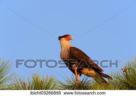 "Southern Crested Caracara or Carancho (Polyborus plancus), Florida, United States, North America" View Large Photo Image Stock Photograph - "Southern Crested Caracara or Carancho (Polyborus plancus), Florida, United States, North America". Fotosearch