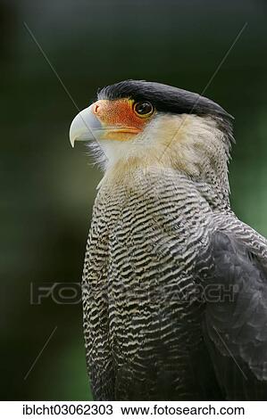 "Southern Crested Caracara, Southern Caracara or Carancho (Polyborus plancus), portrait, occurrence in North and South America, captive, Germany, Europe" View Large Photo Image Stock Image - "Southern Crested Caracara, Southern Caracara or Carancho (Polyborus plancus), portrait, occurrence in North and South America, captive, Germany, Europe". Fotosearch