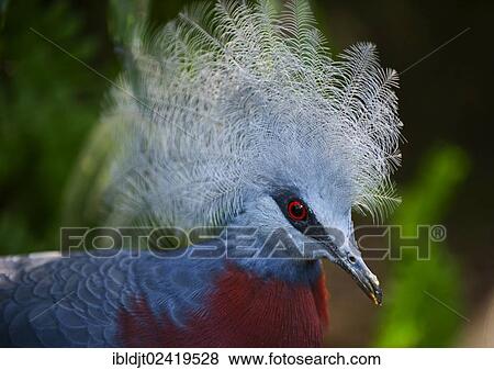 Southern Crowned Pigeon (Goura scheepmakeri), captive, New Guinea View Large Photo Image Stock Photo - Southern Crowned Pigeon (Goura scheepmakeri), captive, New Guinea. Fotosearch