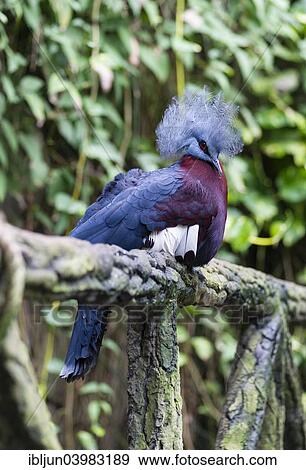 "Southern Crowned Pigeon (Goura scheepmakeri), native to New Guinea, captive" View Large Photo Image Stock Photo - "Southern Crowned Pigeon (Goura scheepmakeri), native to New Guinea, captive". Fotosearch