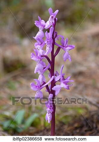 "Southern Early Purple Orchid (Orchis olbiensis), close-up of flowerspike, Andalucia, Spain, Europe" View Large Photo Image Stock Photo - "Southern Early Purple Orchid (Orchis olbiensis), close-up of flowerspike, Andalucia, Spain, Europe". Fotosearch