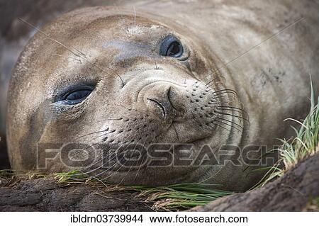 "Southern Elephant Seal (Mirounga leonina), female, Gold Harbour, South Georgia and the South Sandwich Islands, United Kingdom, Antarctica" View Large Photo Image Picture - "Southern Elephant Seal (Mirounga leonina), female, Gold Harbour, South Georgia and the South Sandwich Islands, United Kingdom, Antarctica". Fotosearch