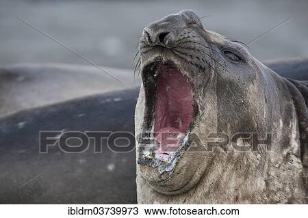 "Southern Elephant Seal (Mirounga leonina), young male, Gold Harbour, South Georgia and the South Sandwich Islands, Antarctica" View Large Photo Image Stock Image - "Southern Elephant Seal (Mirounga leonina), young male, Gold Harbour, South Georgia and the South Sandwich Islands, Antarctica". Fotosearch