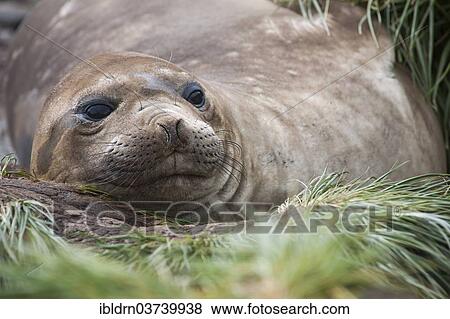 Stock Photo - "Southern Elephant Seal (Mirounga leonina), female, Gold Harbour, South Georgia and the South Sandwich Islands, United Kingdom, Antarctica". Fotosearch