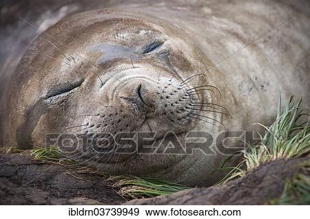 "Southern Elephant Seal (Mirounga leonina) female, asleep, Gold Harbour, South Georgia and the South Sandwich Islands, United Kingdom, Antarctica" View Large Photo Image Stock Photo - "Southern Elephant Seal (Mirounga leonina) female, asleep, Gold Harbour, South Georgia and the South Sandwich Islands, United Kingdom, Antarctica". Fotosearch