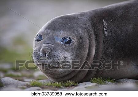 "Southern Elephant Seal (Mirounga leonina), pup, Gold Harbour, South Georgia and the South Sandwich Islands, United Kingdom, Antarctica" View Large Photo Image Stock Photo - "Southern Elephant Seal (Mirounga leonina), pup, Gold Harbour, South Georgia and the South Sandwich Islands, United Kingdom, Antarctica". Fotosearch