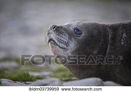 "Southern Elephant Seal (Mirounga leonina), pup, Gold Harbour, South Georgia and the South Sandwich Islands, Antarctica" View Large Photo Image Stock Photo - "Southern Elephant Seal (Mirounga leonina), pup, Gold Harbour, South Georgia and the South Sandwich Islands, Antarctica". Fotosearch