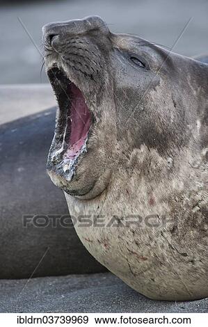 "Southern Elephant Seal (Mirounga leonina), young male, Gold Harbour, South Georgia and the South Sandwich Islands, Antarctica" View Large Photo Image Stock Photo - "Southern Elephant Seal (Mirounga leonina), young male, Gold Harbour, South Georgia and the South Sandwich Islands, Antarctica". Fotosearch