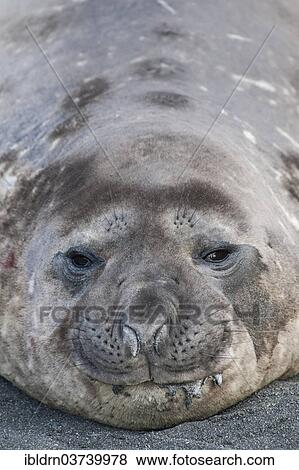 "Southern Elephant Seal (Mirounga leonina), young male, Gold Harbour, South Georgia and the South Sandwich Islands, Antarctica" View Large Photo Image Stock Photo - "Southern Elephant Seal (Mirounga leonina), young male, Gold Harbour, South Georgia and the South Sandwich Islands, Antarctica". Fotosearch