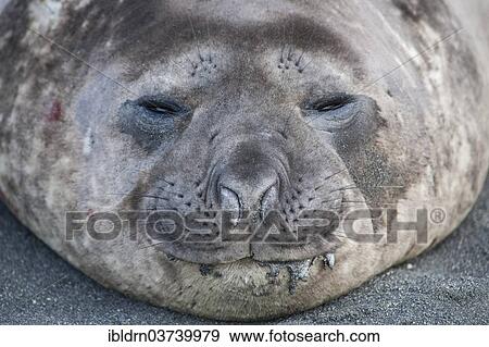 Stock Photo - "Southern Elephant Seal (Mirounga leonina), young male, Gold Harbour, South Georgia and the South Sandwich Islands, Antarktis, Antarctica". Fotosearch