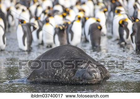 "Southern Elephant Seal (Mirounga leonina), Gold Harbour, South Georgia and the South Sandwich Islands, Antarctica" View Large Photo Image Stock Photo - "Southern Elephant Seal (Mirounga leonina), Gold Harbour, South Georgia and the South Sandwich Islands, Antarctica". Fotosearch