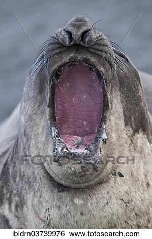 "Southern Elephant Seal (Mirounga leonina), young male, Gold Harbour, South Georgia and the South Sandwich Islands, Antarctica" View Large Photo Image Stock Photograph - "Southern Elephant Seal (Mirounga leonina), young male, Gold Harbour, South Georgia and the South Sandwich Islands, Antarctica". Fotosearch