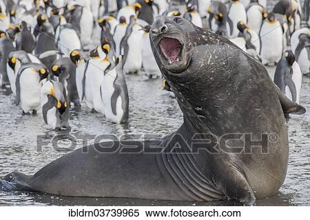 "Southern Elephant Seal (Mirounga leonina), male, Gold Harbour, South Georgia and the South Sandwich Islands, United Kingdom, Antarctica" View Large Photo Image Stock Photography - "Southern Elephant Seal (Mirounga leonina), male, Gold Harbour, South Georgia and the South Sandwich Islands, United Kingdom, Antarctica". Fotosearch