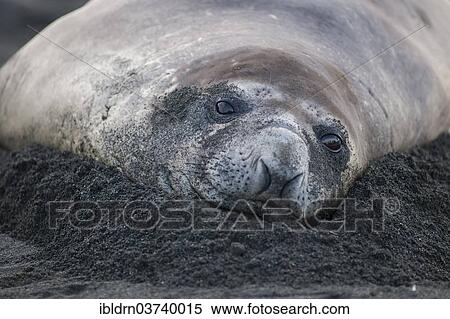 Stock Photography - "Southern Elephant Seal (Mirounga leonina), Gold Harbour, South Georgia and the South Sandwich Islands, Antarctica". Fotosearch