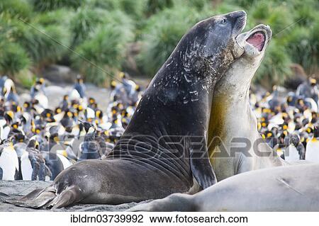 Stock Image - "Southern Elephant Seals (Mirounga leonina), two males, competing, Gold Harbour, South Georgia and the South Sandwich Islands, Antarctica". Fotosearch