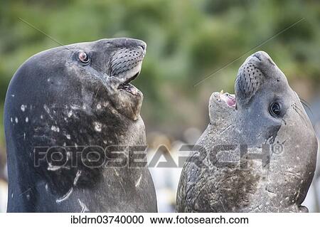"Southern Elephant Seals (Mirounga leonina), two males, competing, Gold Harbour, South Georgia and the South Sandwich Islands, Antarctica" View Large Photo Image Stock Image - "Southern Elephant Seals (Mirounga leonina), two males, competing, Gold Harbour, South Georgia and the South Sandwich Islands, Antarctica". Fotosearch