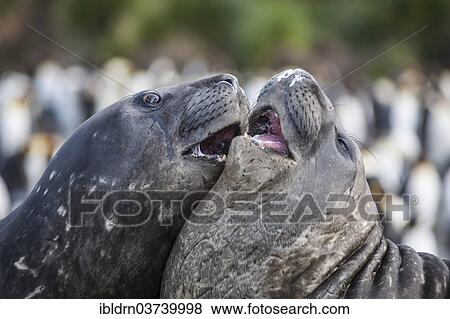 "Southern Elephant Seals (Mirounga leonina), two males, competing, Gold Harbour, South Georgia and the South Sandwich Islands, Antarctica" View Large Photo Image Stock Photo - "Southern Elephant Seals (Mirounga leonina), two males, competing, Gold Harbour, South Georgia and the South Sandwich Islands, Antarctica". Fotosearch