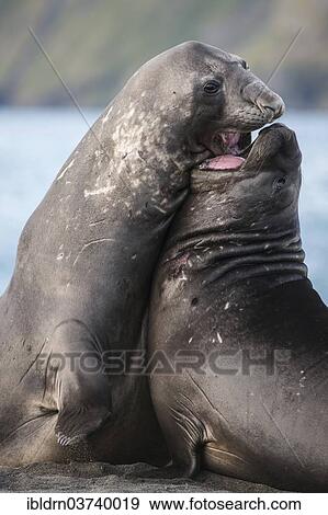 "Southern Elephant Seals (Mirounga leonina), two males, competing, Gold Harbour, South Georgia and the South Sandwich Islands, Antarctica" View Large Photo Image Stock Photo - "Southern Elephant Seals (Mirounga leonina), two males, competing, Gold Harbour, South Georgia and the South Sandwich Islands, Antarctica". Fotosearch