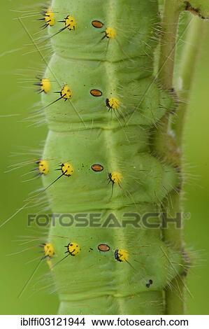 "Southern Emperor Moth (Saturnia pavoniella), detail of a caterpillar, Valle Verzasca, Kanton Tessin, Switzerland, Europe" View Large Photo Image Picture - "Southern Emperor Moth (Saturnia pavoniella), detail of a caterpillar, Valle Verzasca, Kanton Tessin, Switzerland, Europe". Fotosearch