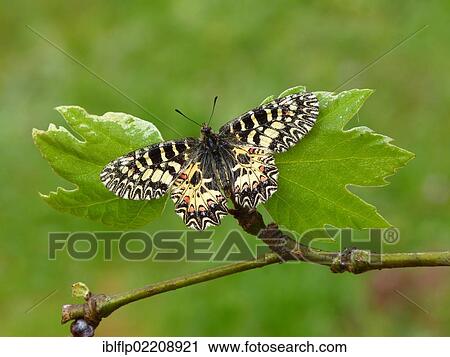 "Southern Festoon (Zerynthia polyxena), adult, resting on leaves, Greece, Europe" View Large Photo Image Stock Image - "Southern Festoon (Zerynthia polyxena), adult, resting on leaves, Greece, Europe". Fotosearch