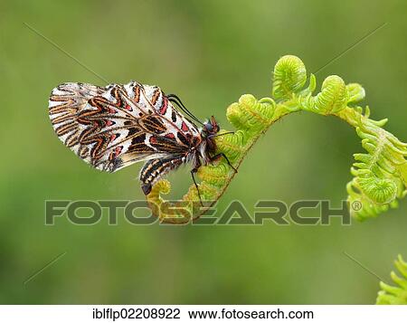 "Southern Festoon (Zerynthia polyxena), adult, underside, resting on fern frond, Greece, Europe" View Large Photo Image Stock Image - "Southern Festoon (Zerynthia polyxena), adult, underside, resting on fern frond, Greece, Europe". Fotosearch