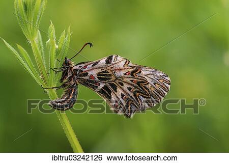 Stock Photograph - "Southern Festoon (Zerynthia polyxena), Austria, Europe". Fotosearch