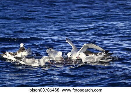 Stock Photo - "Southern Fulmar (Fulmarus glacialoides), adult, Weddell Sea, Antarctica". Fotosearch