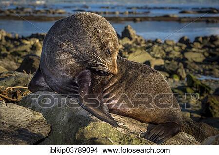 "Southern Fur Seal (Arctocephalus forsteri), near Kaikoura, South Island, New Zealand, Oceania" View Large Photo Image Picture - "Southern Fur Seal (Arctocephalus forsteri), near Kaikoura, South Island, New Zealand, Oceania". Fotosearch