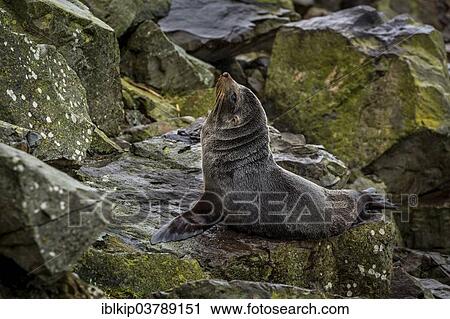 "Southern Fur Seal (Arctocephalus forsteri), near Kaikoura, South Island, New Zealand, Oceania" View Large Photo Image Stock Image - "Southern Fur Seal (Arctocephalus forsteri), near Kaikoura, South Island, New Zealand, Oceania". Fotosearch