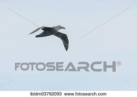 "Southern Giant Petrel (Macronectes giganteus), Gold Harbour, South Georgia and the South Sandwich Islands, United Kingdom, Antarctica" View Large Photo Image Stock Image - "Southern Giant Petrel (Macronectes giganteus), Gold Harbour, South Georgia and the South Sandwich Islands, United Kingdom, Antarctica". Fotosearch