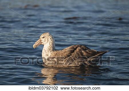 "Southern Giant Petrel (Macronectes giganteus), Gold Harbour, South Georgia and the South Sandwich Islands, United Kingdom, Antarctica" View Large Photo Image Stock Image - "Southern Giant Petrel (Macronectes giganteus), Gold Harbour, South Georgia and the South Sandwich Islands, United Kingdom, Antarctica". Fotosearch