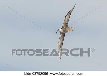 Stock Photography - "Southern Giant Petrel (Macronectes giganteus), Gold Harbour, South Georgia and the South Sandwich Islands, United Kingdom, Antarctica". Fotosearch