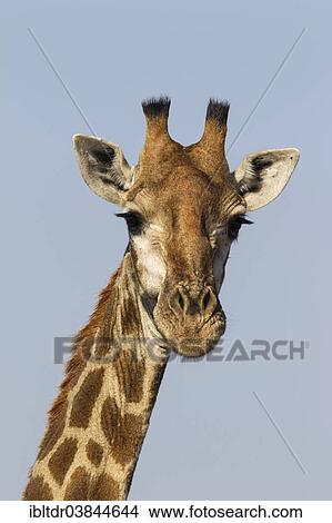 Picture - "Southern Giraffe (Giraffa camelopardalis giraffa), bull, Kruger National Park, South Africa, Africa". Fotosearch