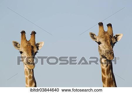 "Southern Giraffe (Giraffa camelopardalis giraffa), two males, Chobe National Park, Botswana, Africa" View Large Photo Image Stock Image - "Southern Giraffe (Giraffa camelopardalis giraffa), two males, Chobe National Park, Botswana, Africa". Fotosearch