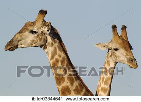 Stock Image - "Southern Giraffe (Giraffa camelopardalis giraffa), two males, Chobe National Park, Botswana, Africa". Fotosearch