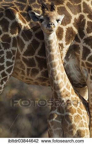 Stock Image - "Southern Giraffe (Giraffa camelopardalis giraffa), young at the side of its mother, Kruger National Park, South Africa, Africa". Fotosearch