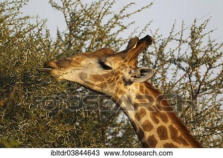"Southern Giraffe (Giraffa camelopardalis giraffa), bull collects twigs and leaves with his extensible tongue, at his horn a Yellow-billed Oxpecker (Buphagus africanus), Kruger National Park, South Africa, Africa" View Large Photo Image Stock Image - "Southern Giraffe (Giraffa camelopardalis giraffa), bull collects twigs and leaves with his extensible tongue, at his horn a Yellow-billed Oxpecker (Buphagus africanus), Kruger National Park, South Africa, Africa". Fotosearch