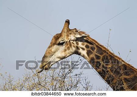 Stock Image - "Southern Giraffe (Giraffa camelopardalis giraffa), bull collects flowers and leaves with his extensible tongue, Kruger National Park, South Africa, Africa". Fotosearch