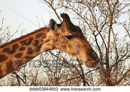 "Southern Giraffe (Giraffa camelopardalis giraffa), female collects twigs and leaves with her extensible tongue, in the evening light, Kruger National Park, South Africa, Africa" View Large Photo Image Stock Image - "Southern Giraffe (Giraffa camelopardalis giraffa), female collects twigs and leaves with her extensible tongue, in the evening light, Kruger National Park, South Africa, Africa". Fotosearch