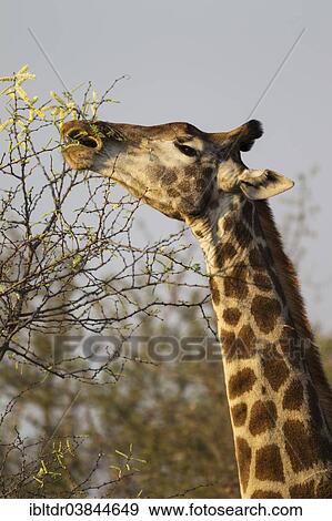 Stock Photo - "Southern Giraffe (Giraffa camelopardalis giraffa), female collects flowers and leaves with her extensible tongue, Kruger National Park, South Africa, Africa". Fotosearch