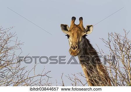 Stock Photo - "Southern Giraffe (Giraffa camelopardalis giraffa), female, Kruger National Park, South Africa, Africa". Fotosearch
